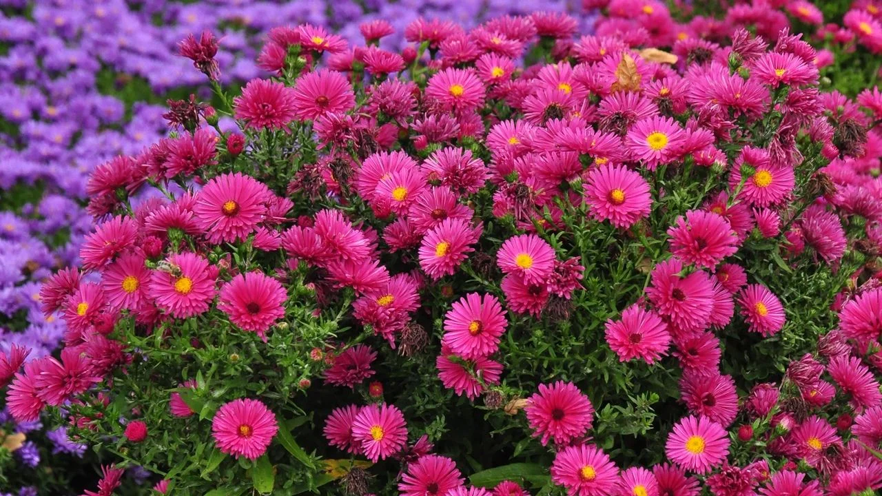 Астра кустарниковая пурпурная - 2 изображение