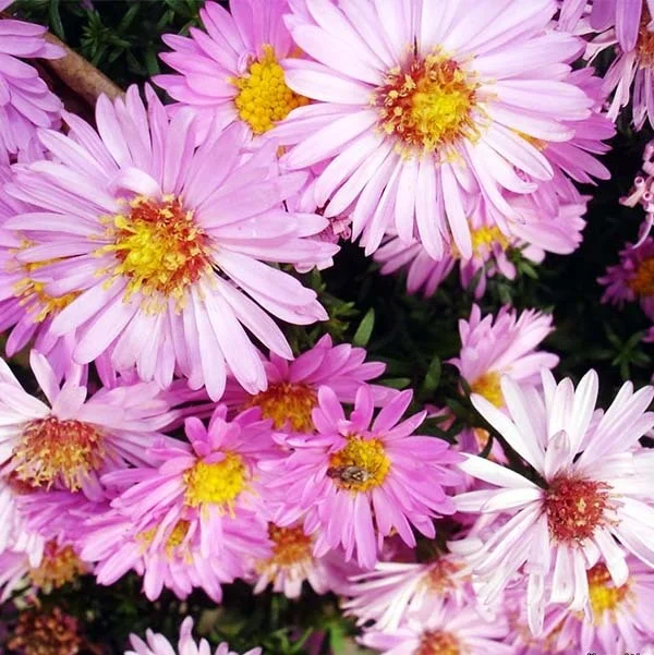 Астра кустарниковая розовая