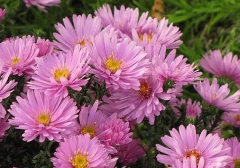 Астра кустарниковая розовая - 2 изображение