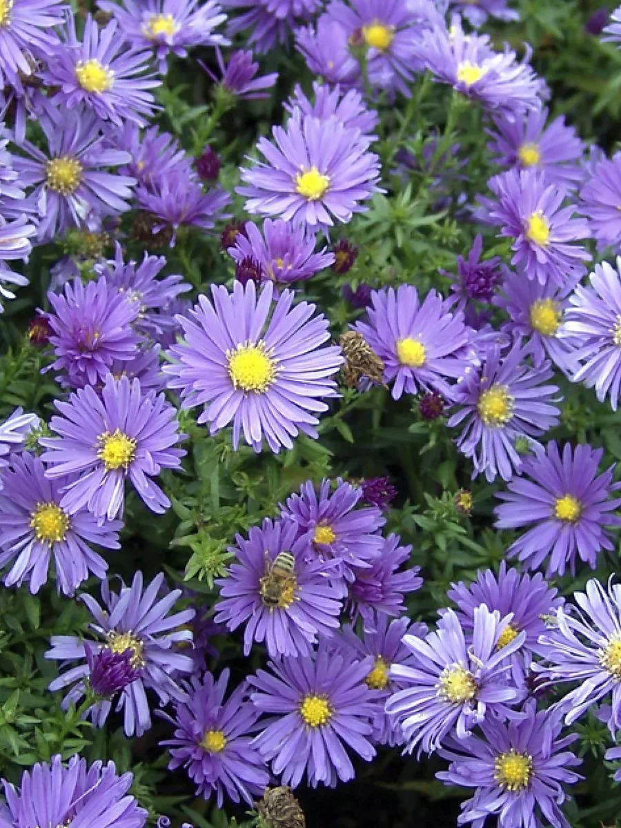 Астра кустарниковая синяя