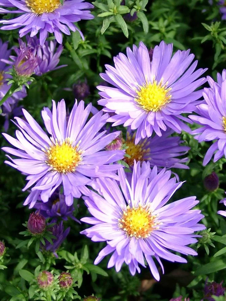 Астра кустарниковая синяя - 2 изображение