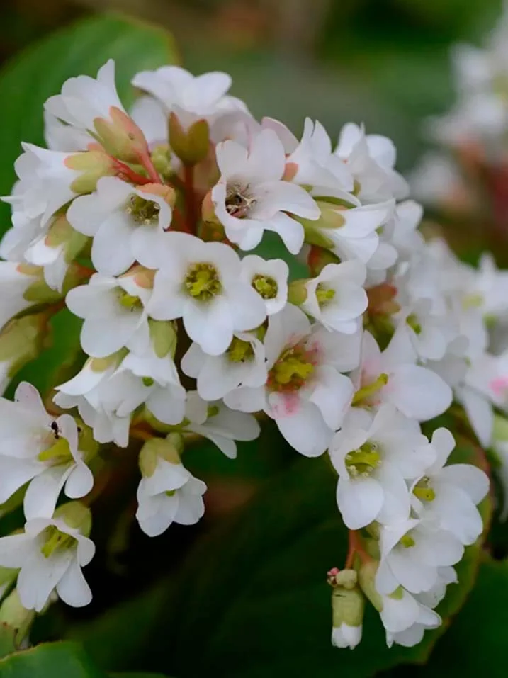 Бадан сердцелистный белый - 2 изображение