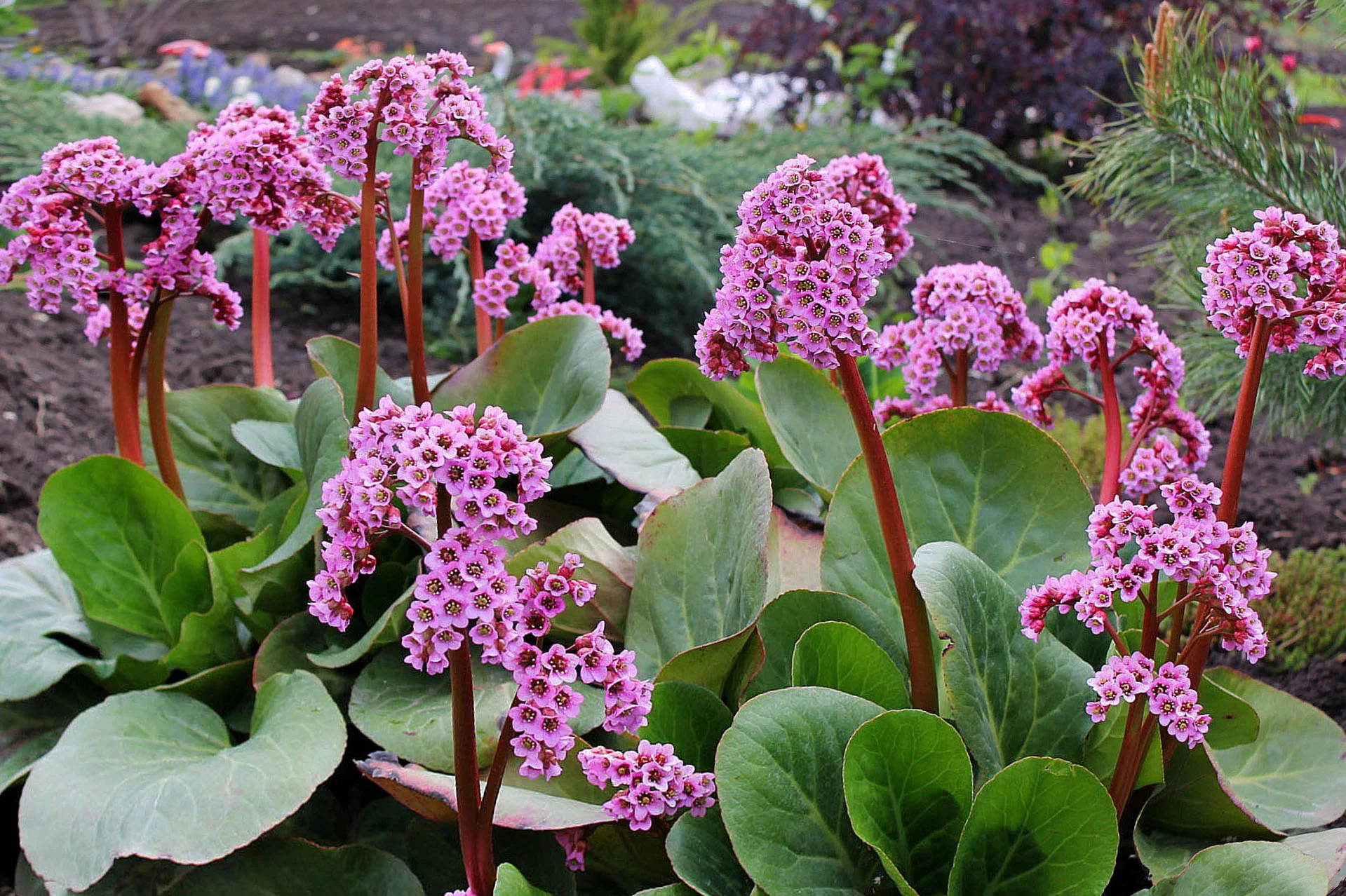 Бадан сердцелистный