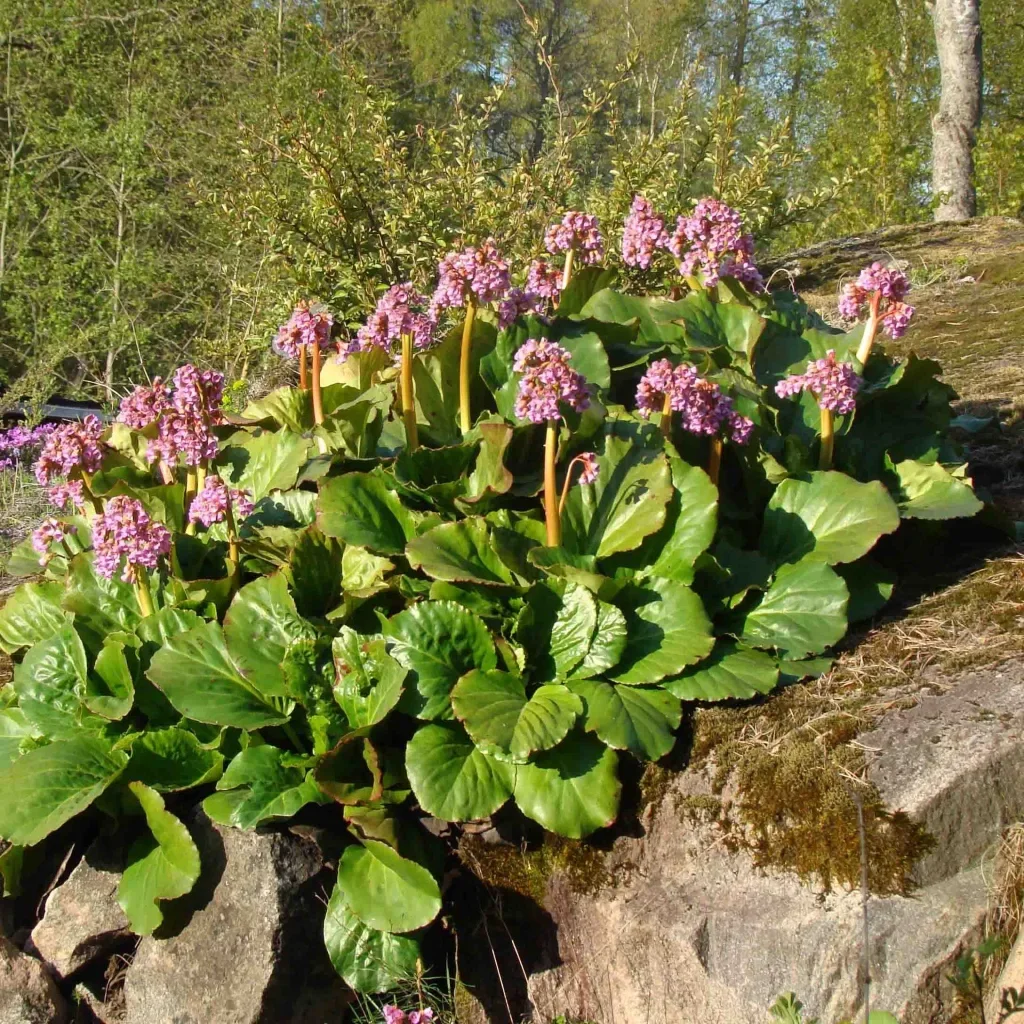 Бадан сердцелистный - 2 изображение