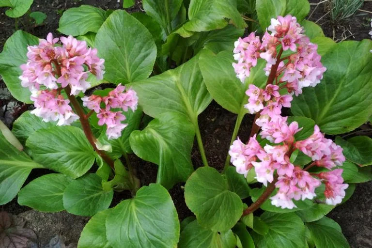 Бадан сердцелистный - 3 изображение