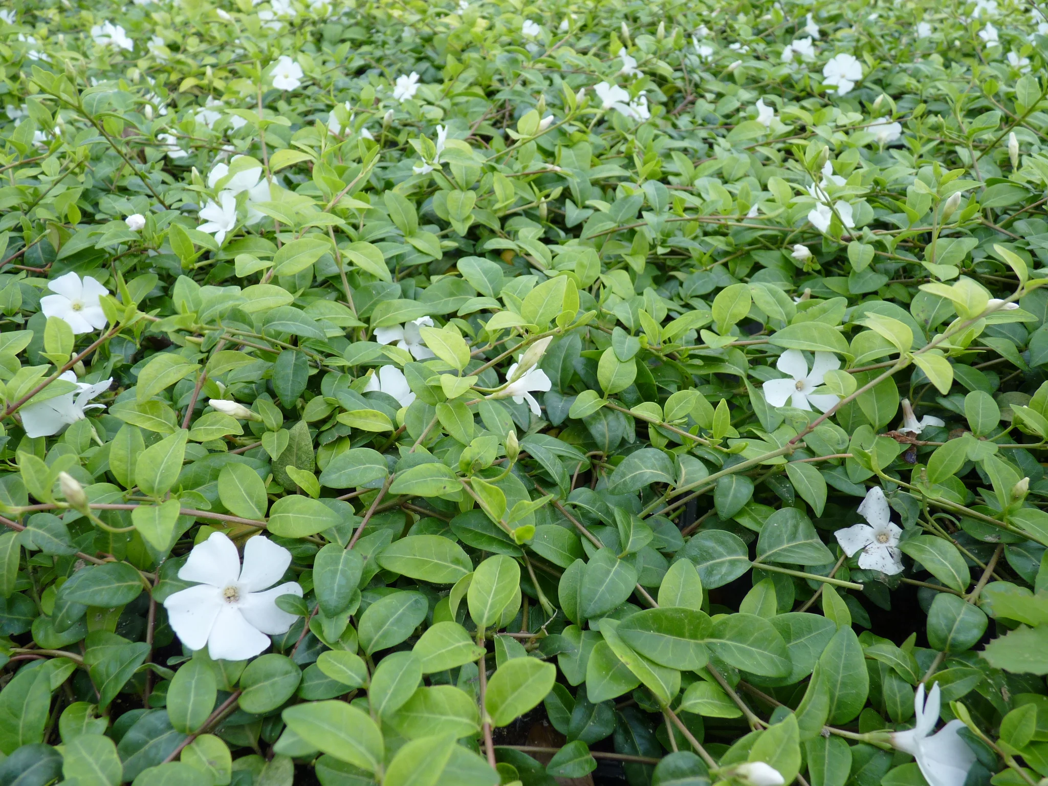 Барвинок малый "Альба" - 2 изображение