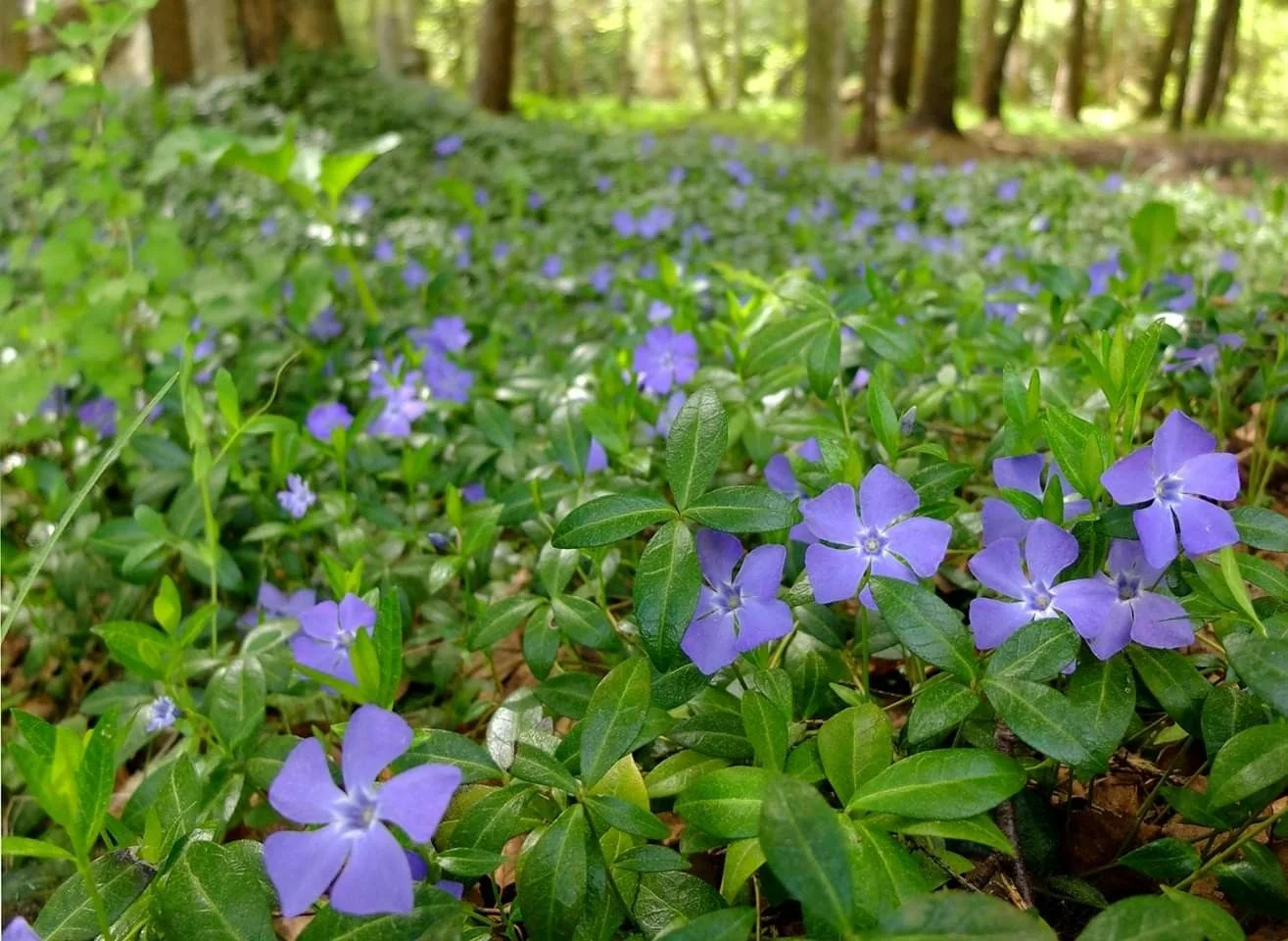 Барвинок малый синий
