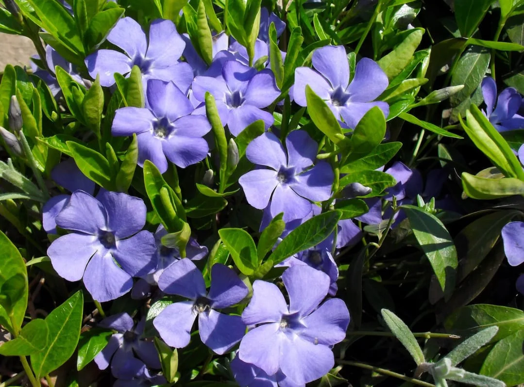 Барвинок малый синий - 2 изображение