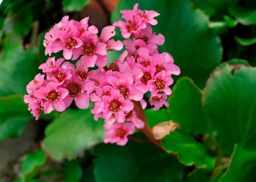 Бадан толстолистный