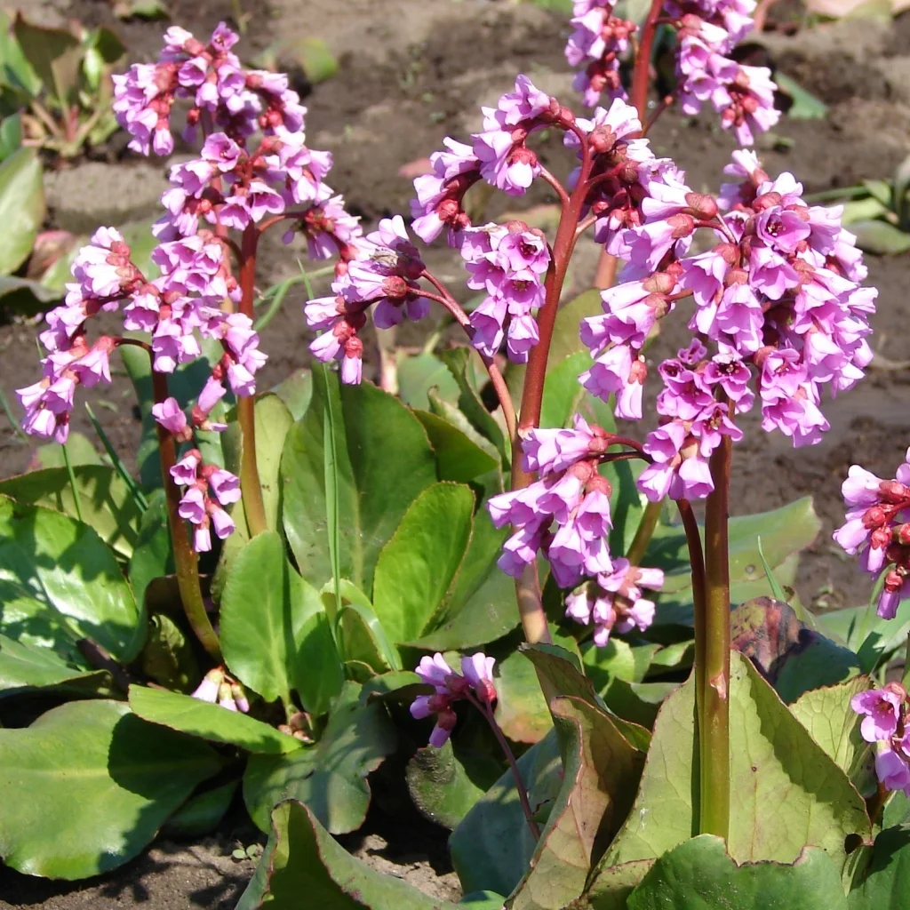 Бадан толстолистный - 2 изображение