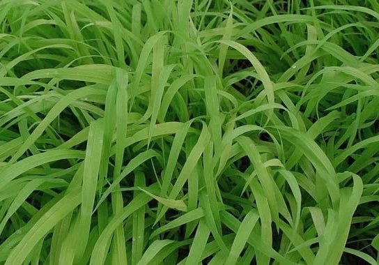 Бор развесистый - 2 изображение