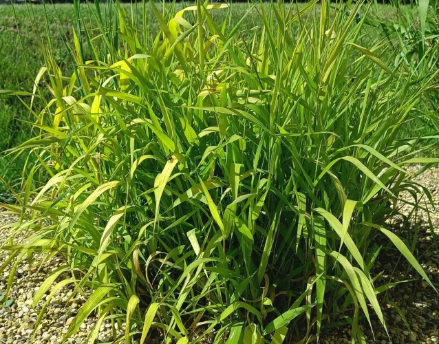 Бор развесистый