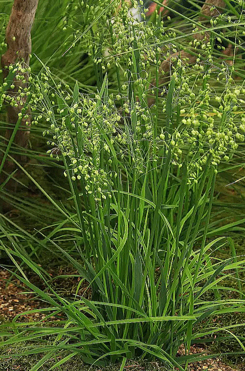 Бриза средняя