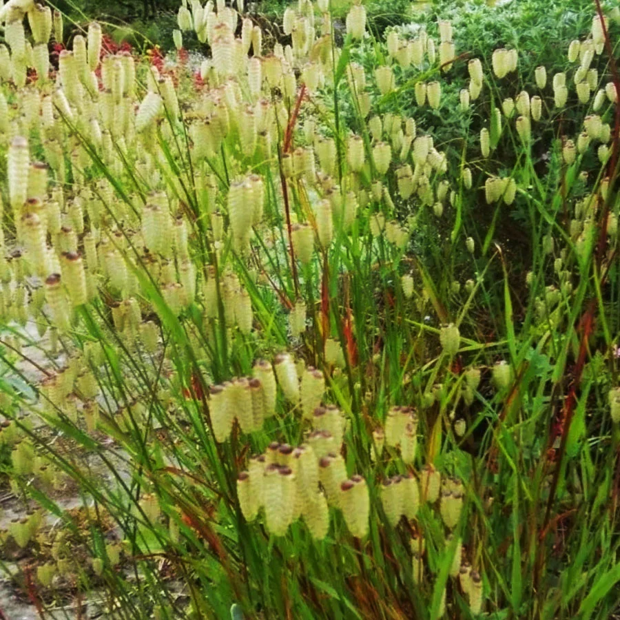 Бриза средняя - 2 изображение