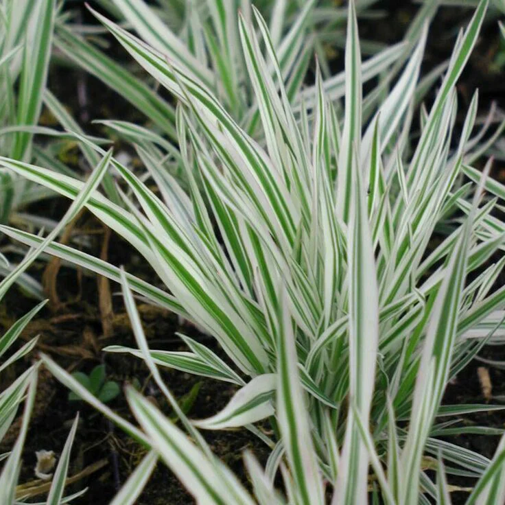 Бухарник мягкий