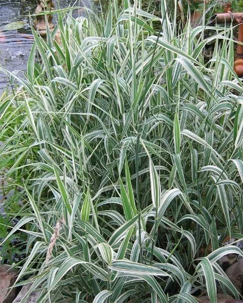 Бухарник мягкий - 2 изображение