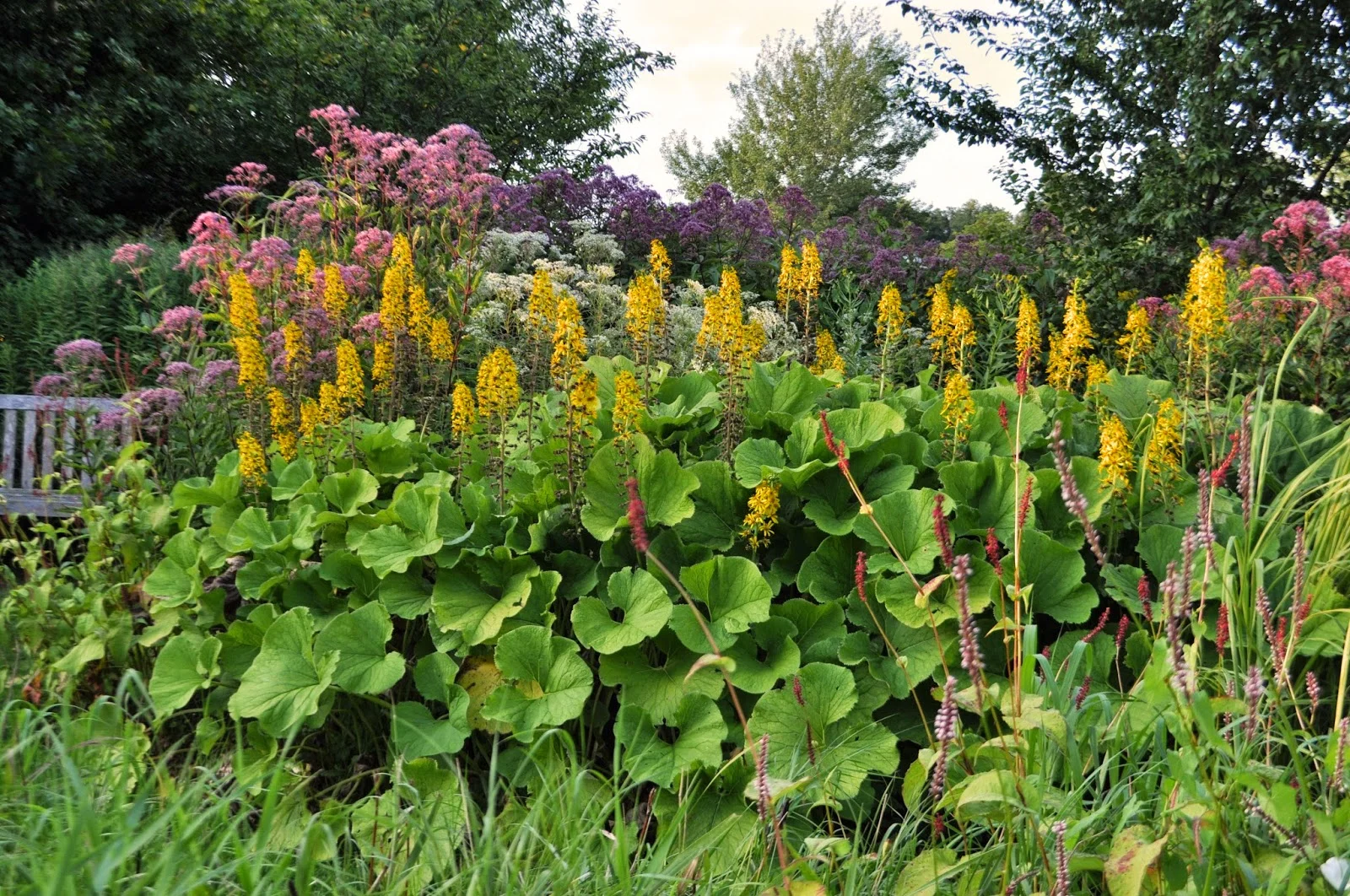 Бузульник Хессей