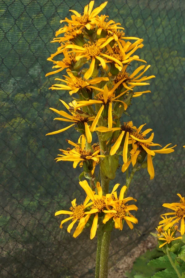 Бузульник Хессей - 2 изображение