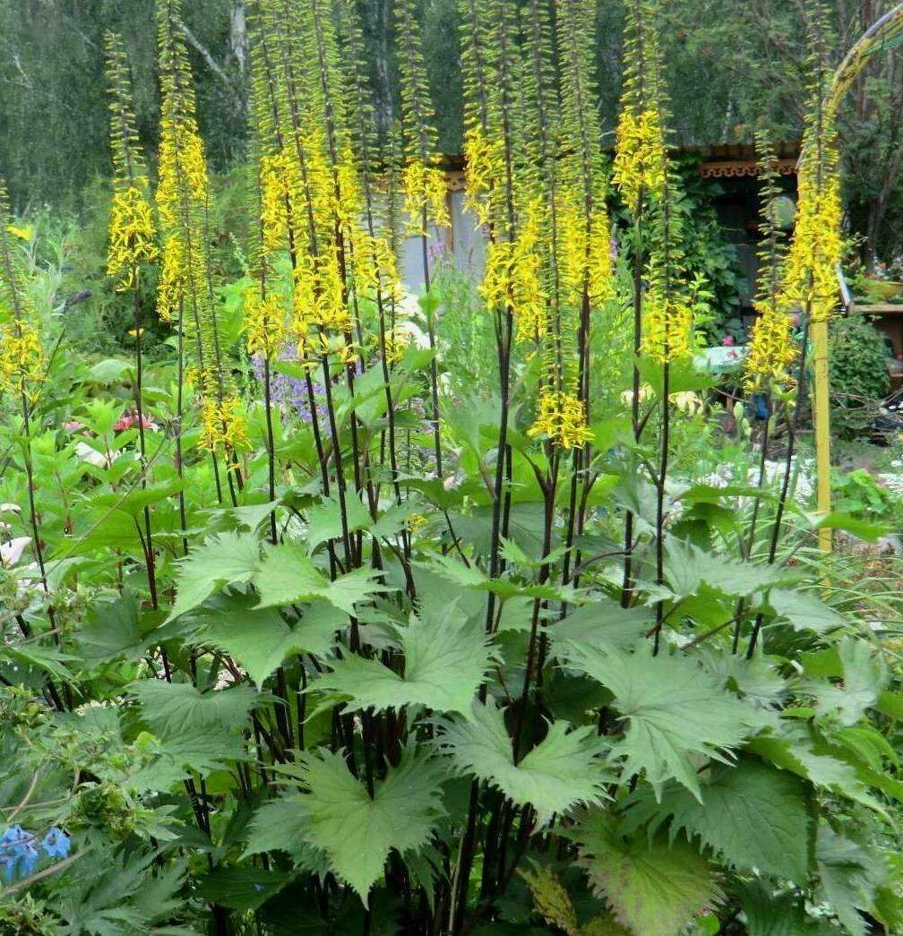 Бузульник Пржевальского - 2 изображение