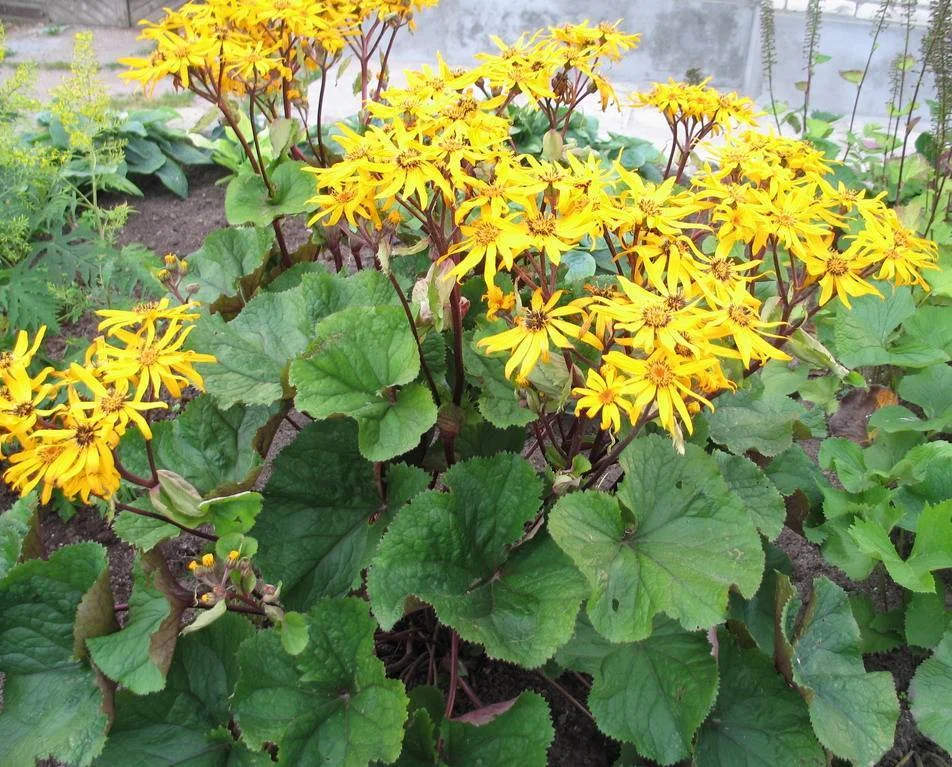 Бузульник зубчатый