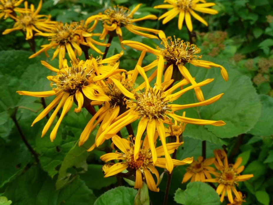 Бузульник зубчатый - 2 изображение