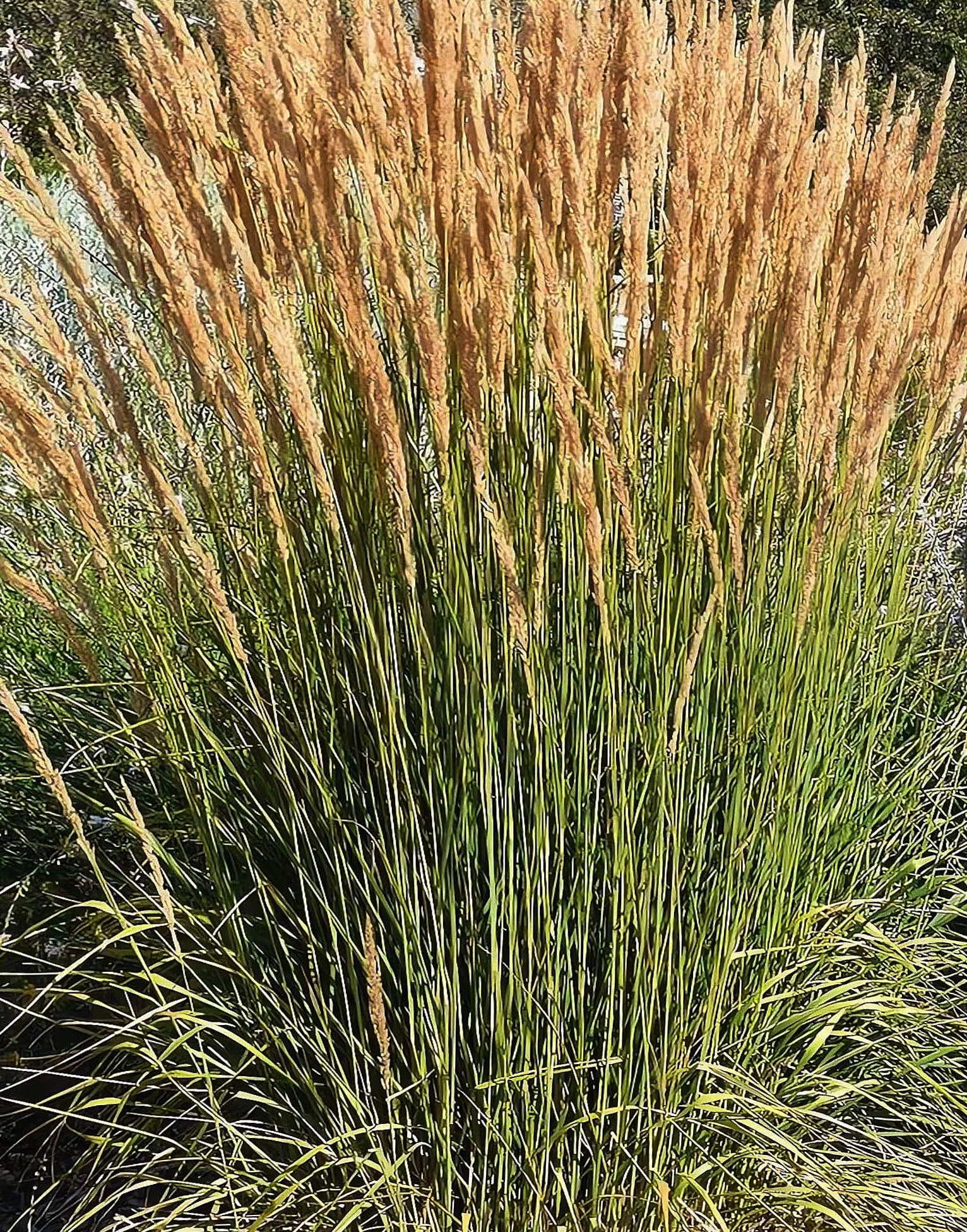 Вейник остроцветковый "Аваланш"