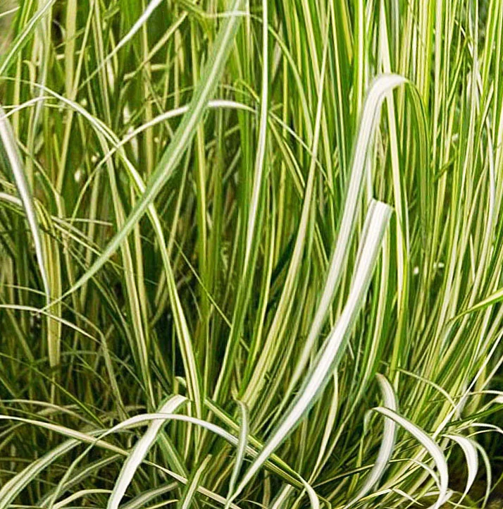 Вейник остроцветковый "Аваланш" - 2 изображение