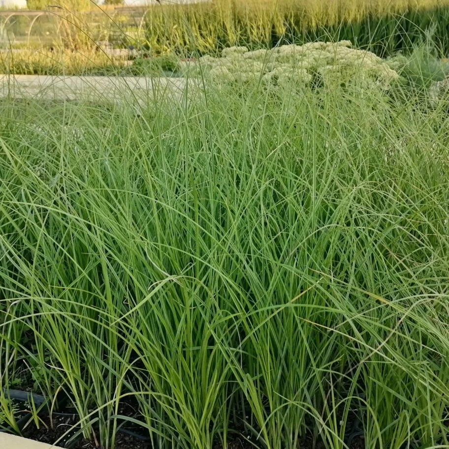 Осока гладконосая