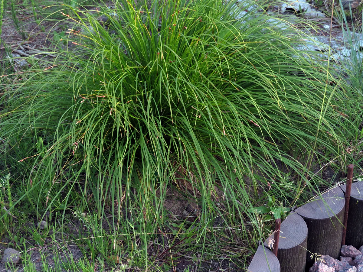 Осока гладконосая - 2 изображение