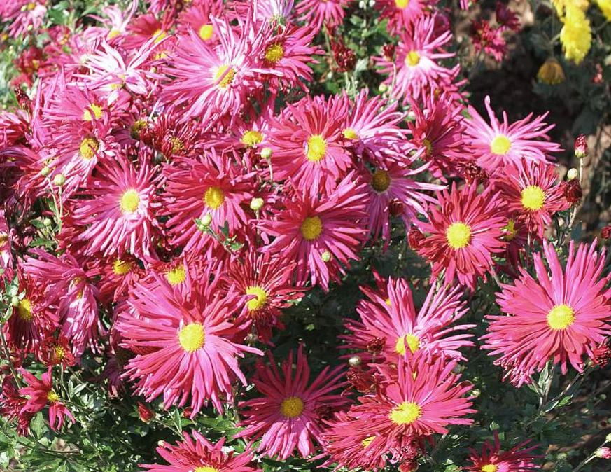 Хризантема корейская "Мальчиш-Кибальчиш" - 2 изображение