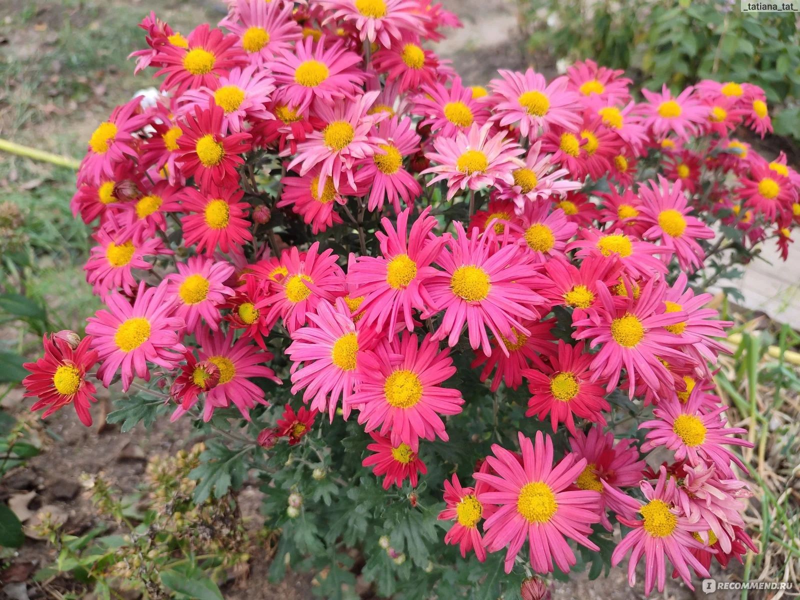 Хризантема корейская "Мальчиш-Кибальчиш"