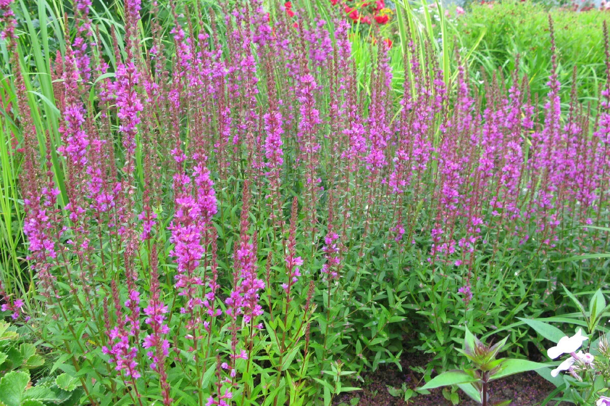 Дербенник иволистный Роберт - 2 изображение