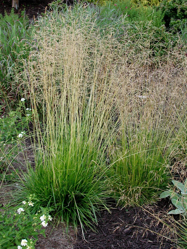 Луговик дернистый (Щучка дернистая)