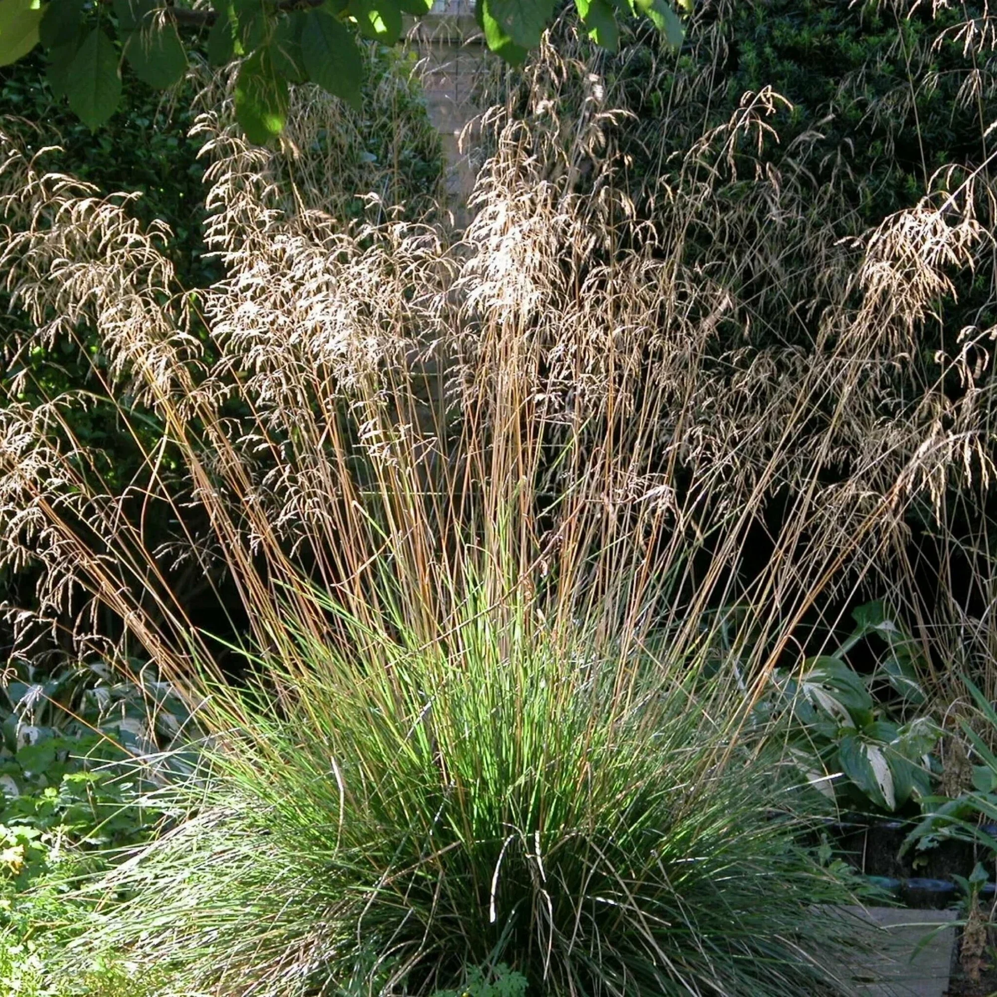 Луговик дернистый (Щучка дернистая) - 2 изображение