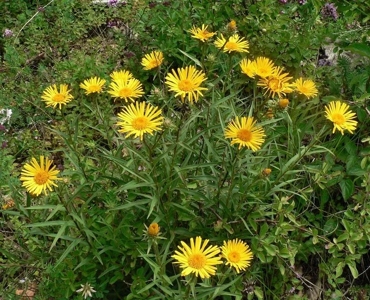 Девясил мечелистный - 3 изображение