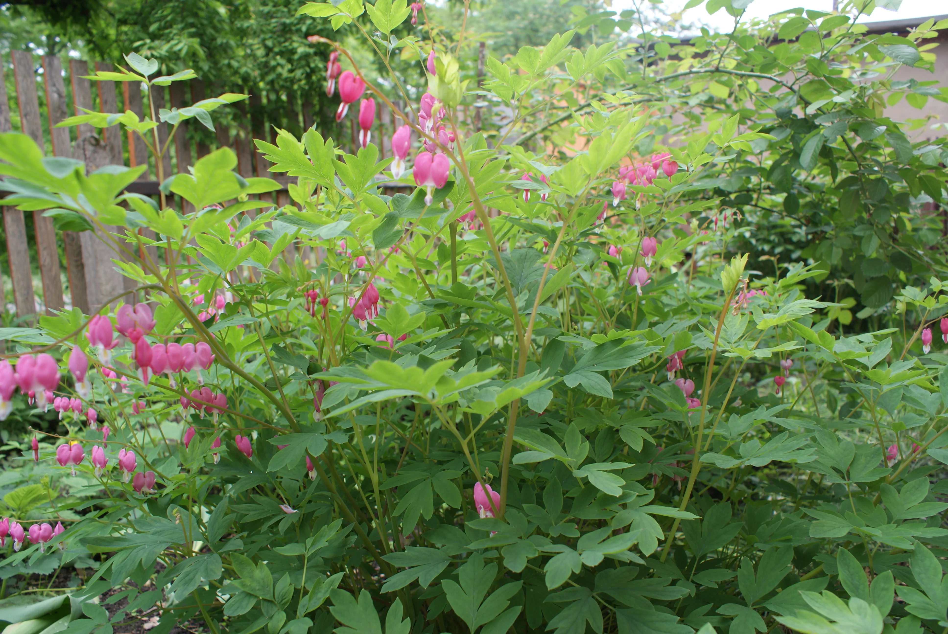 Дицентра великолепная