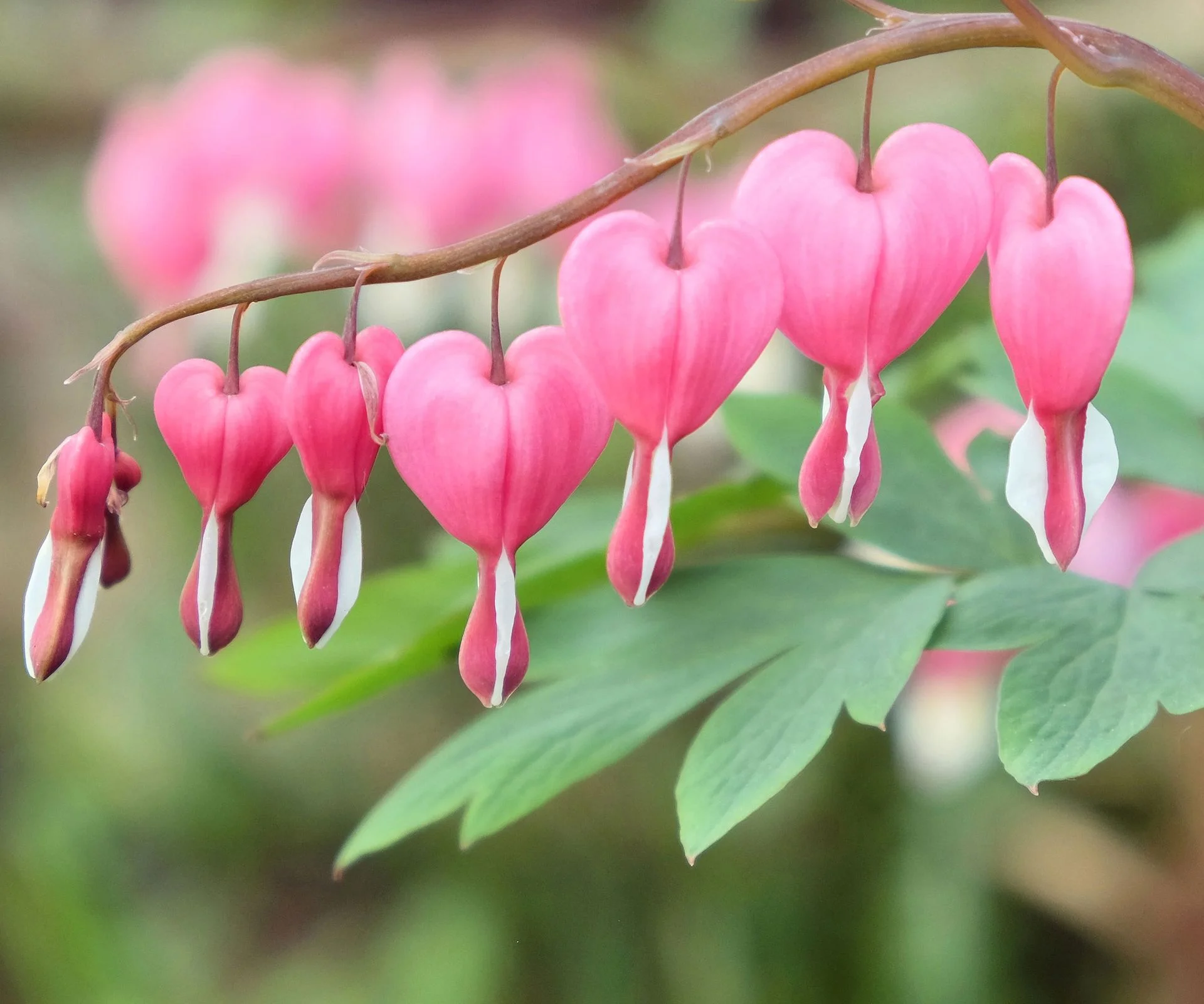 Дицентра великолепная - 2 изображение