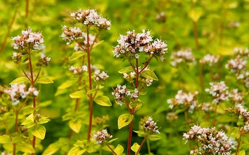 Душица обыкновенная Голд Наггет