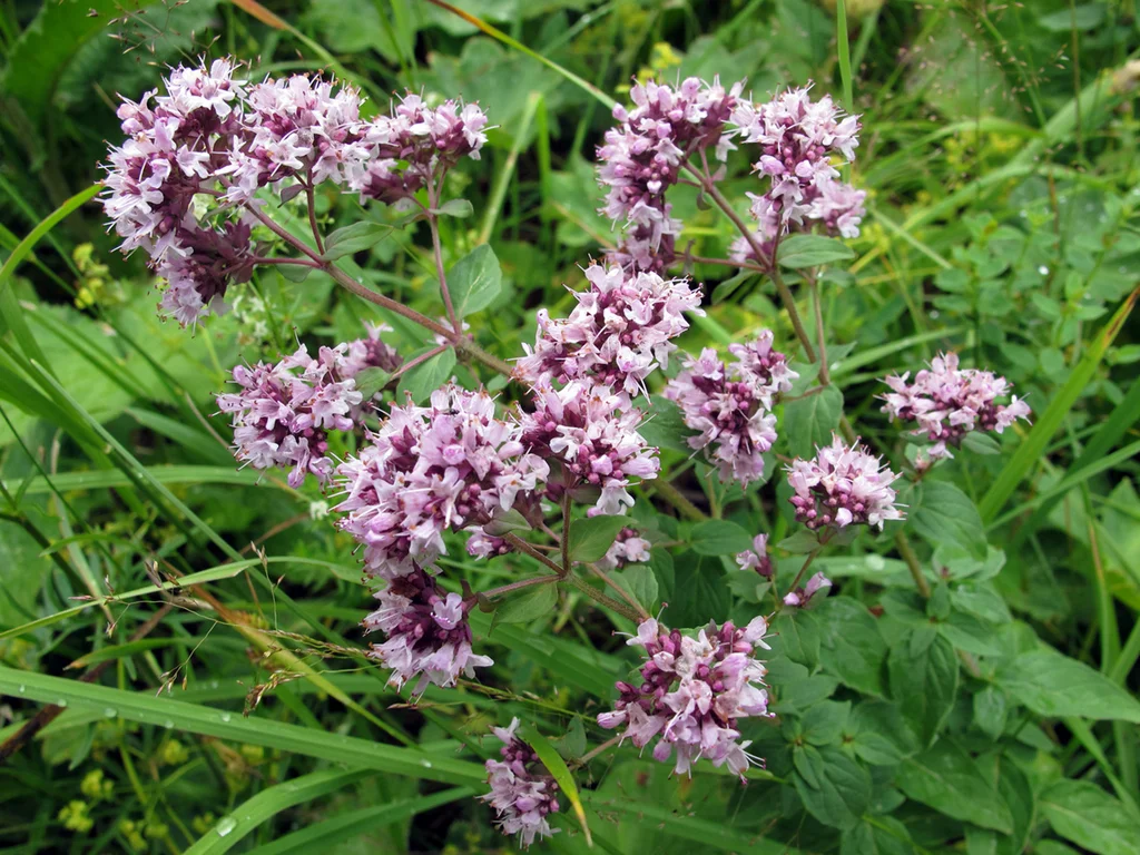 Душица обыкновенная