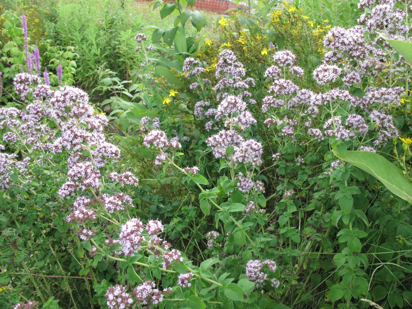 Душица обыкновенная - 2 изображение