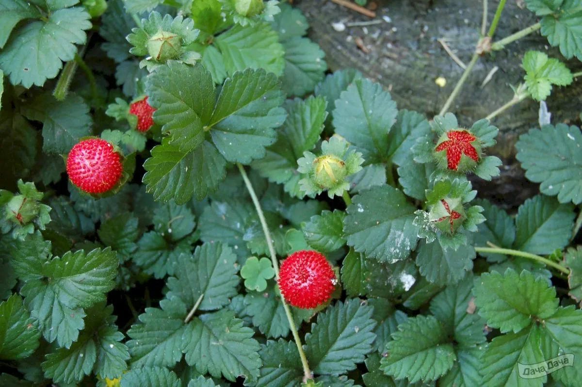 Дюшенея индийская - 2 изображение