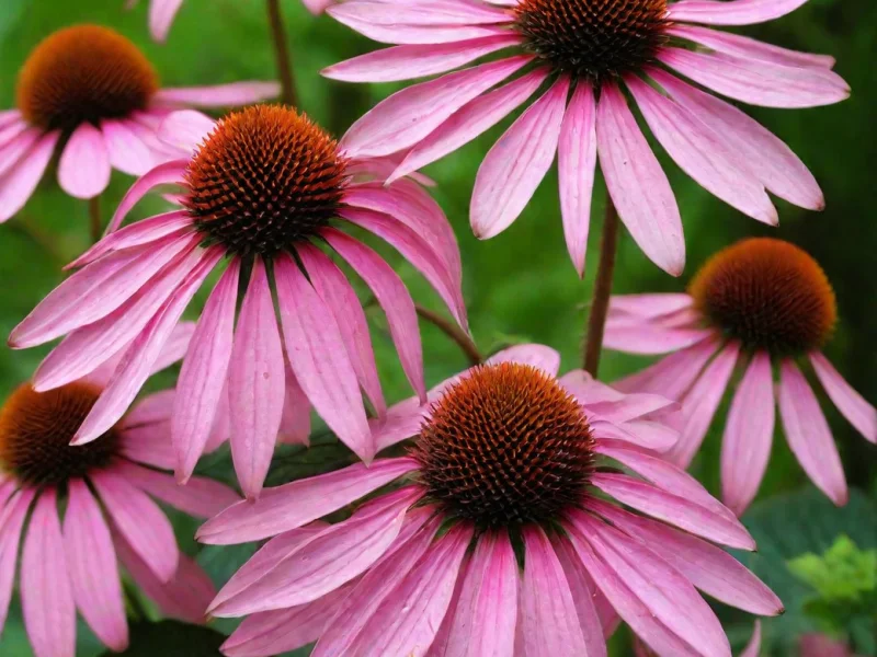 Эхинацея  пурпурная Магнус - 2 изображение
