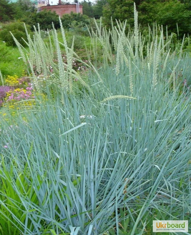 Элимус песчаный (Колосняк песчаный)