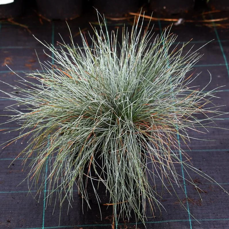 Овсяница сизая "Фредди"