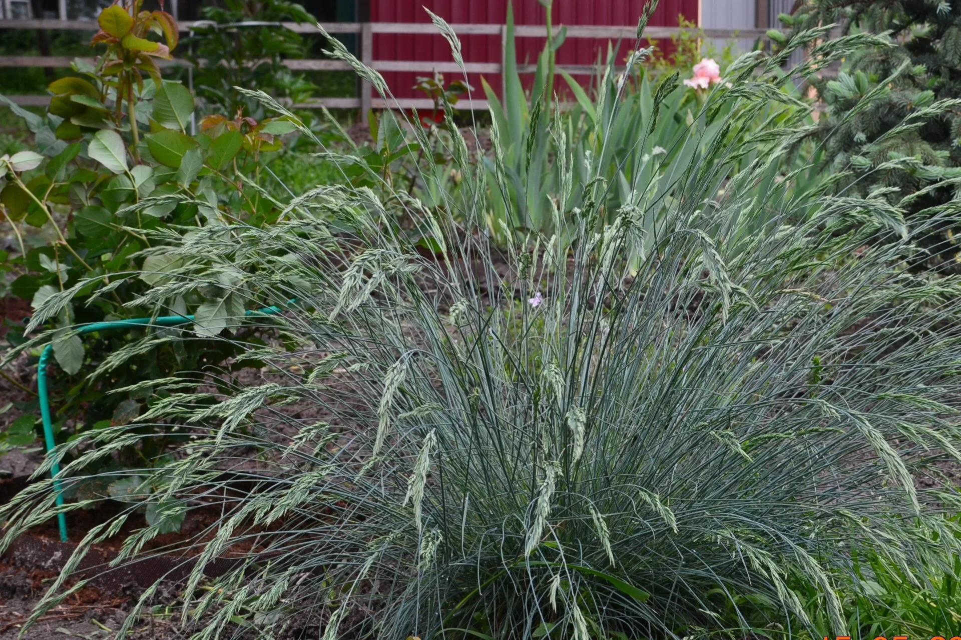 Овсяница сизая "Фредди" - 2 изображение