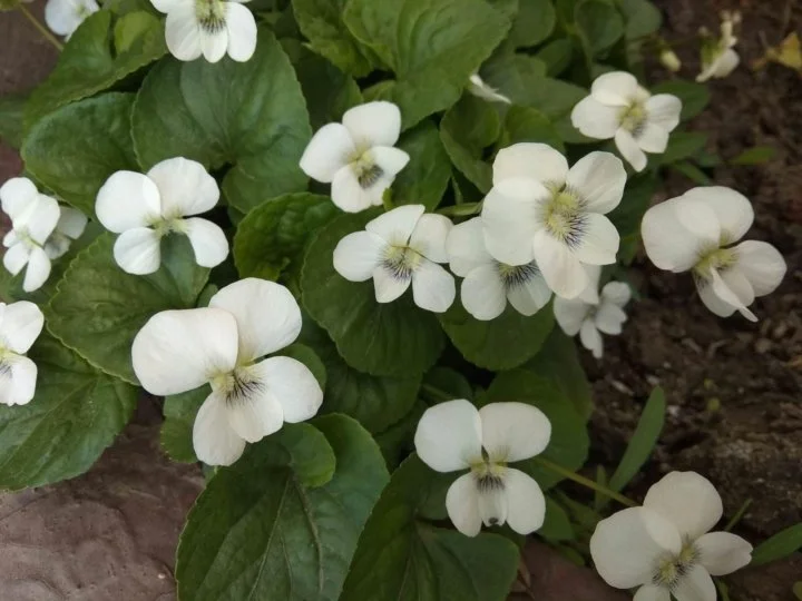 Фиалка сестринская "Альба"