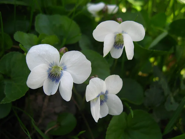 Фиалка сестринская "Альба" - 2 изображение