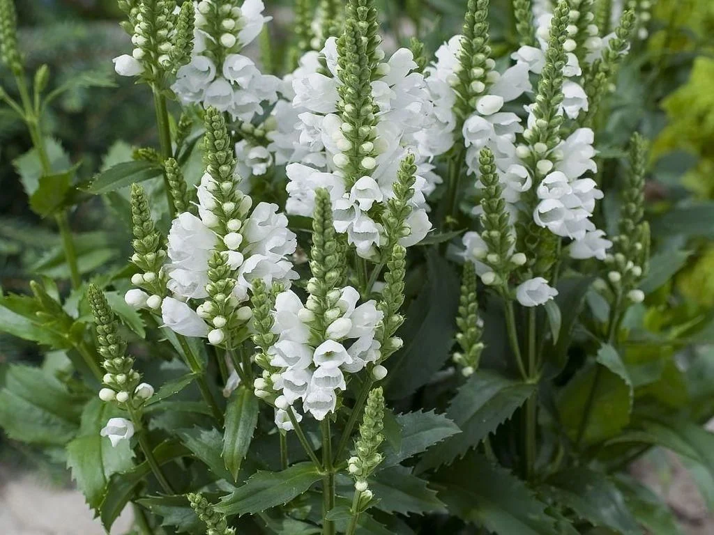 Физостегия виргинская "Кристал Пик Вайт"