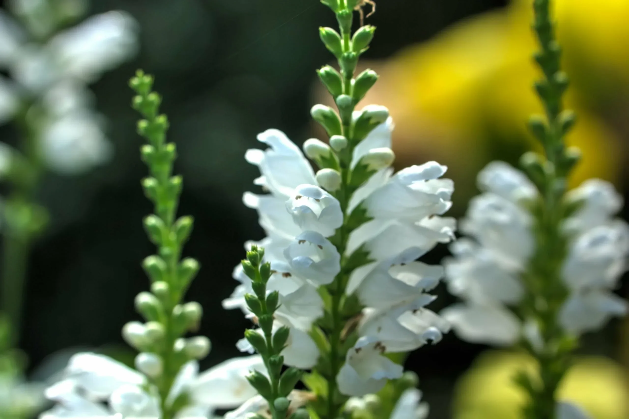 Физостегия виргинская "Кристал Пик Вайт" - 2 изображение