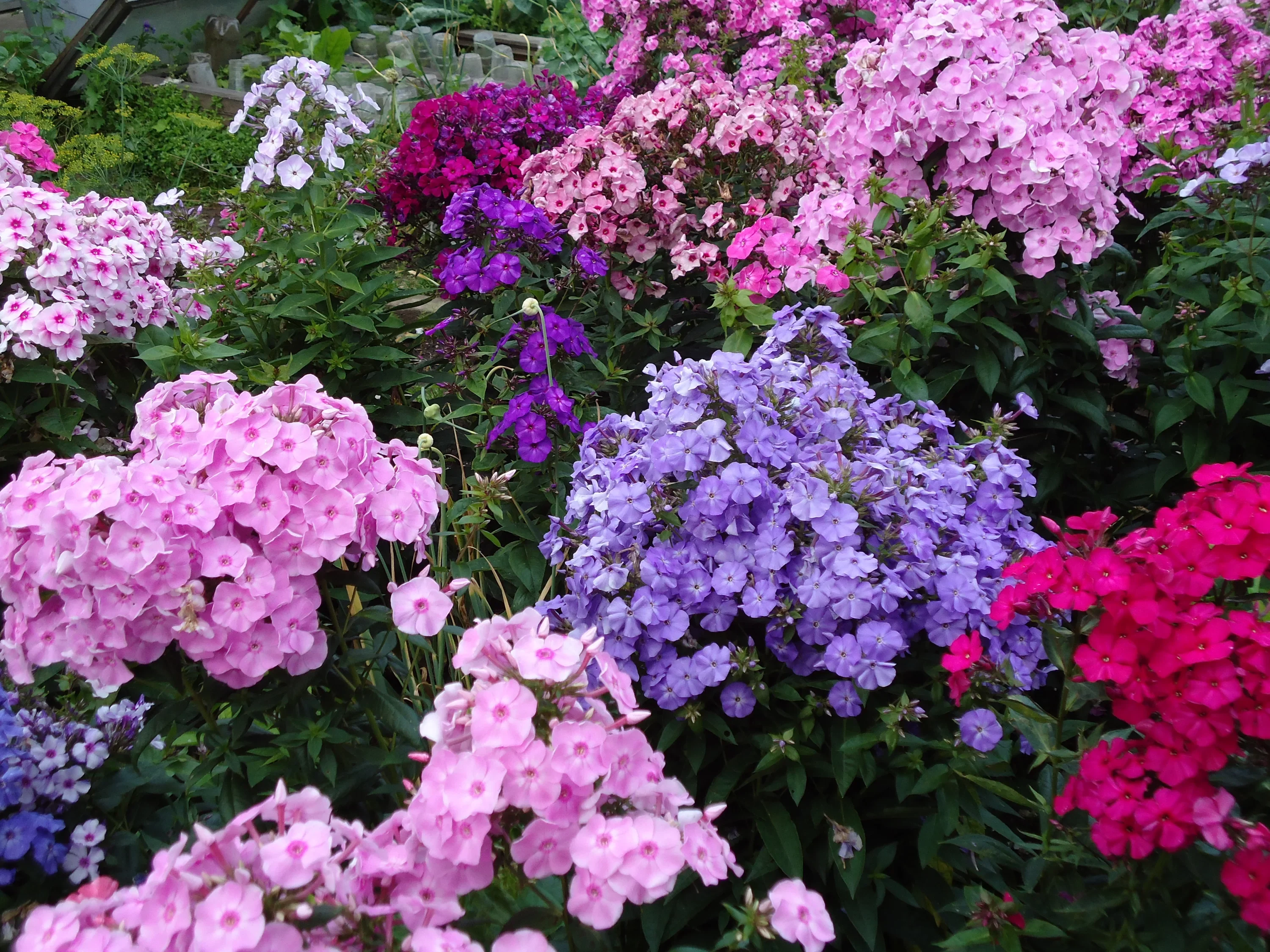 Флокс метельчатый в сортах - 2 изображение